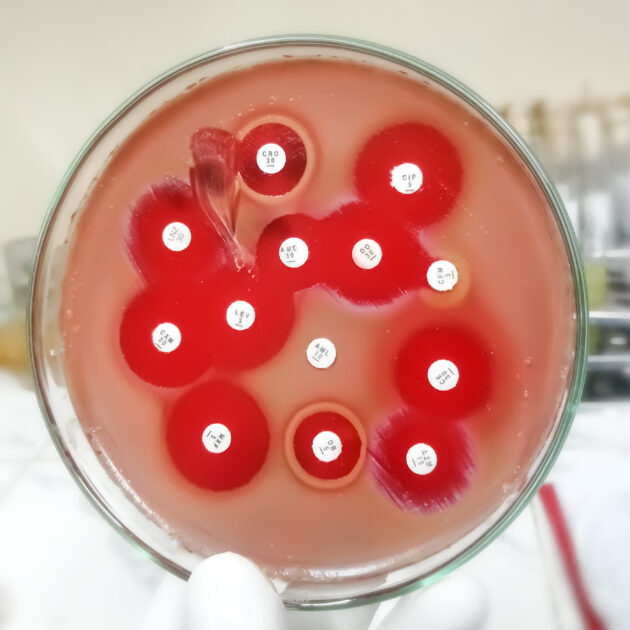 Cell Culture Products